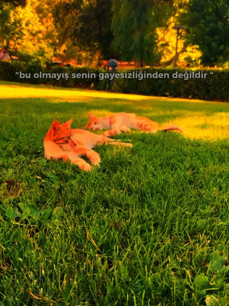 @demirr030