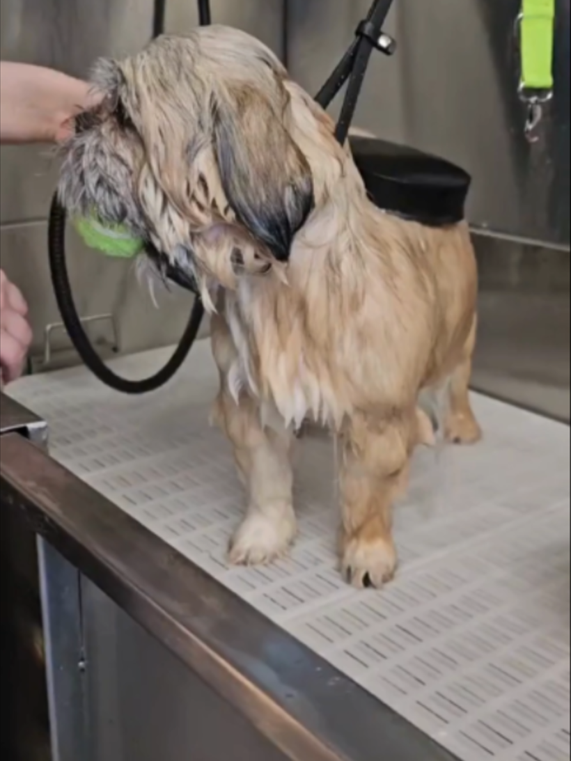 @WoofWoofTV