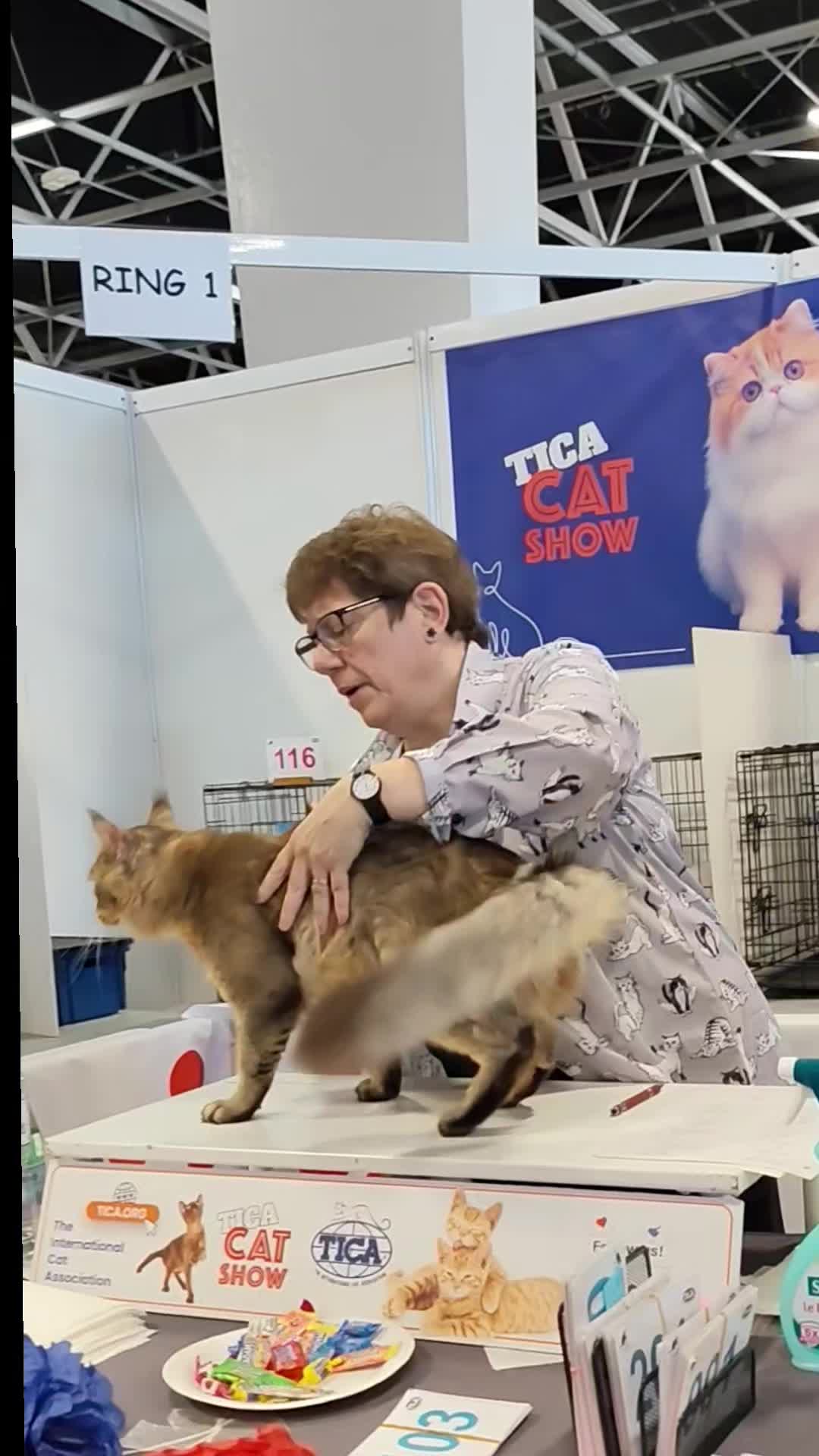 @Cattery Of Wild Kingdom