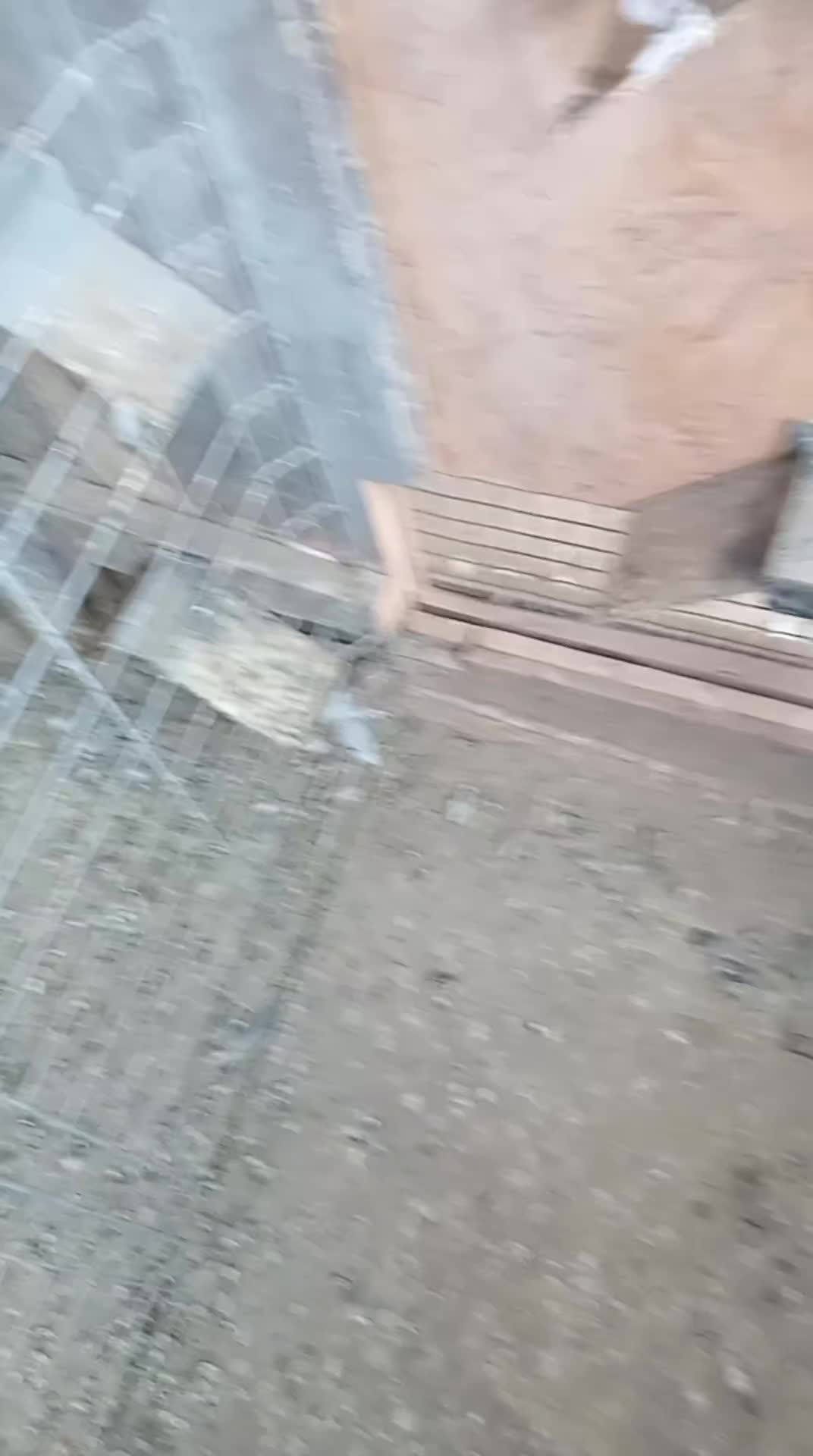 @pigeons of the day