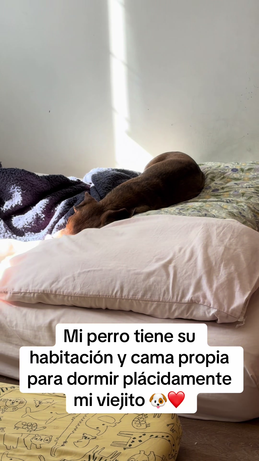 @Chilena Petite