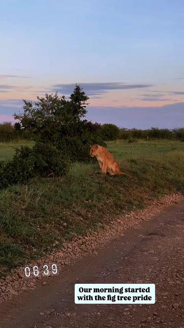 @Guzzicar🦁