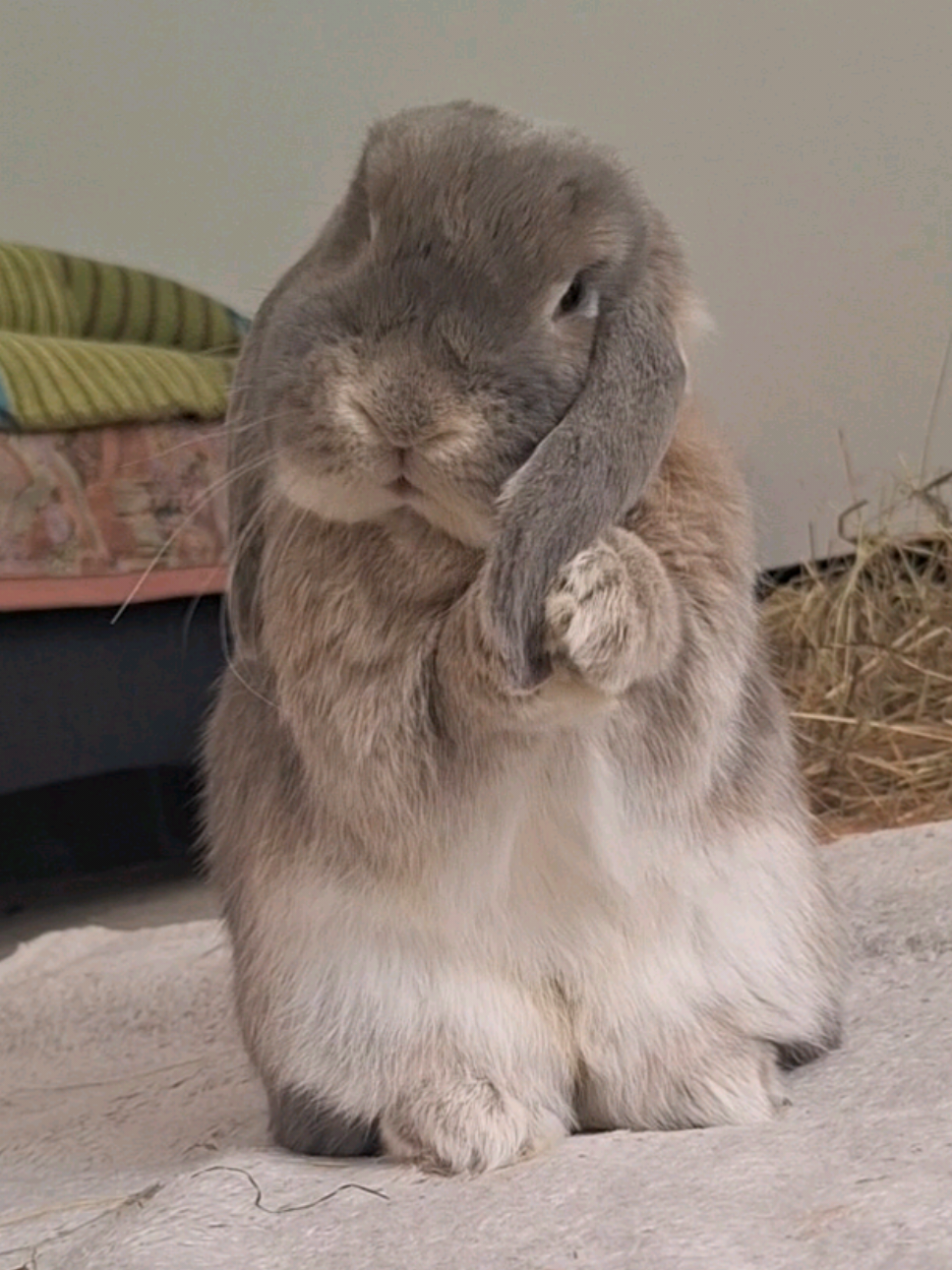 @Buns at Home