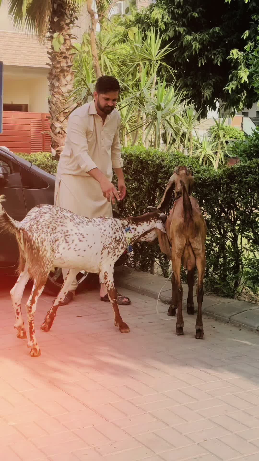@Malik Zaidi🔥