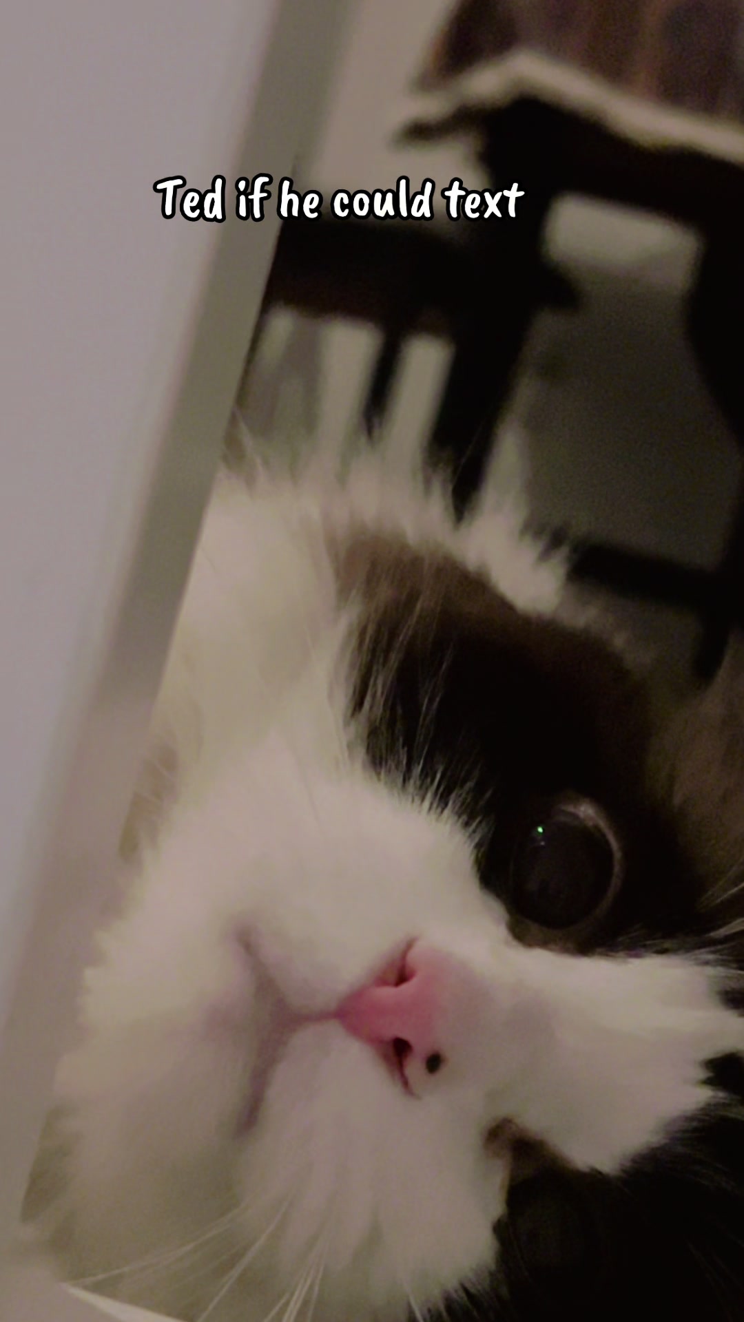 @Ted the ragdoll cat 🐾