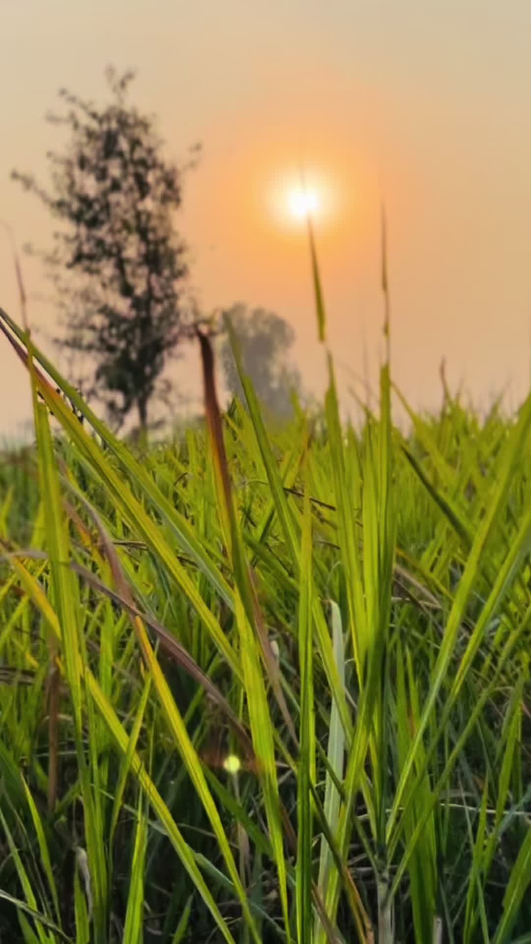 @4k Mohsin