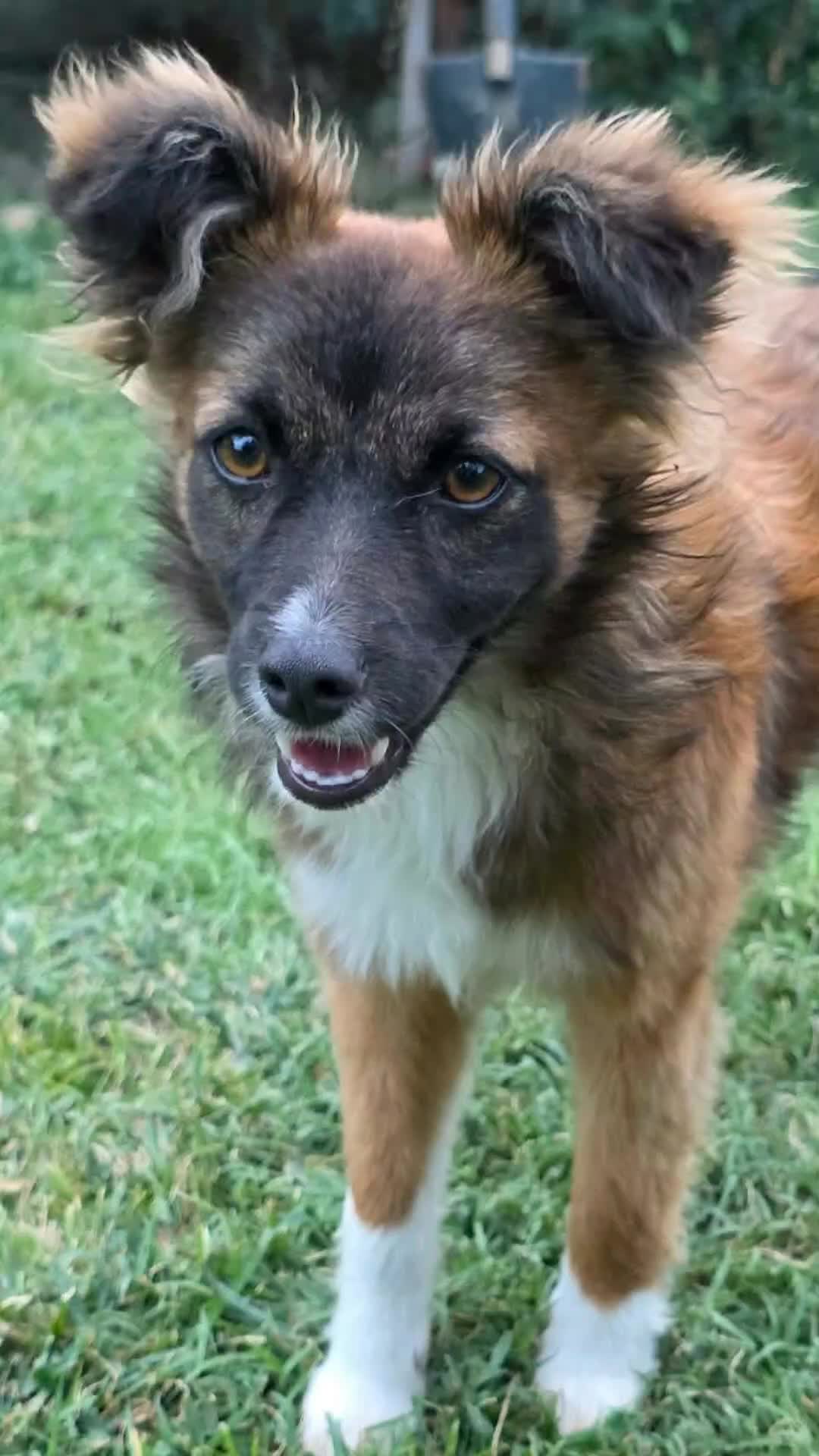 @Greek Animal Rescue