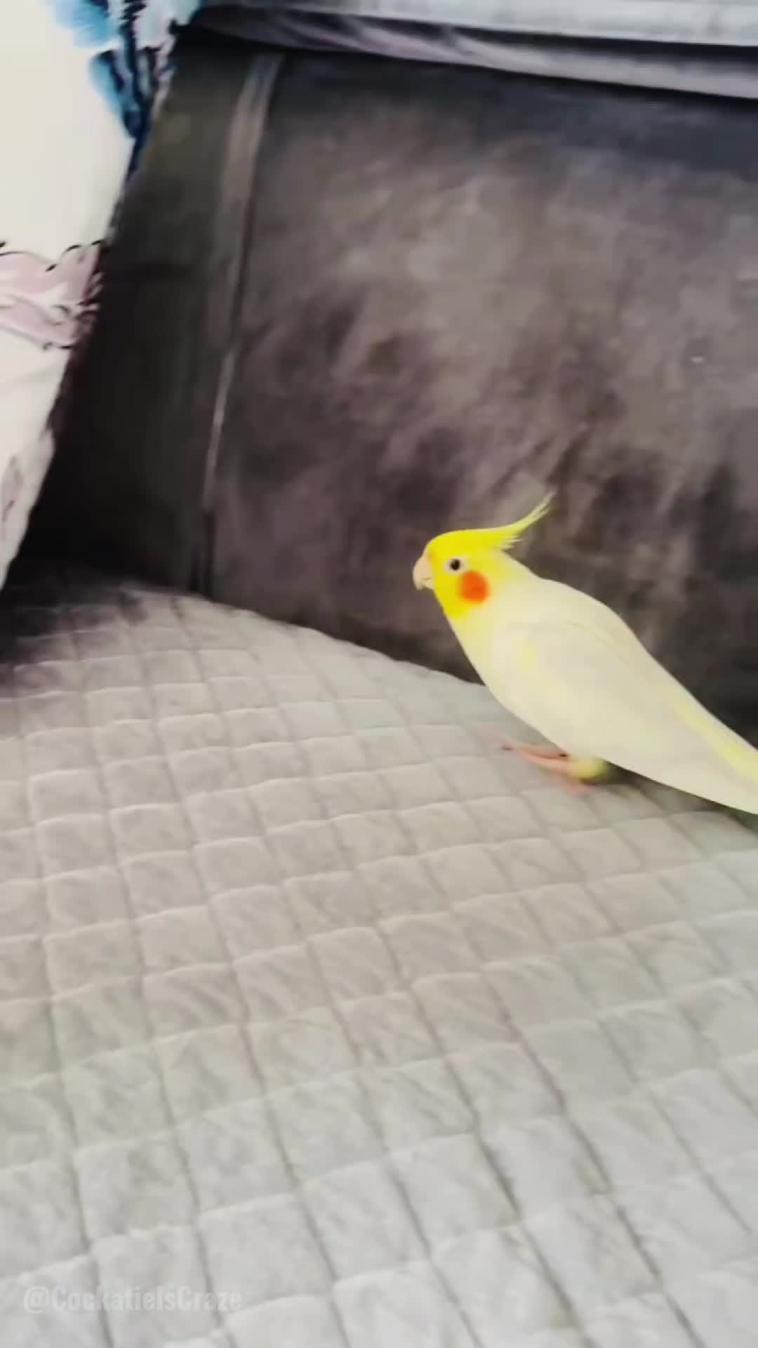 @Cockatiels Craze