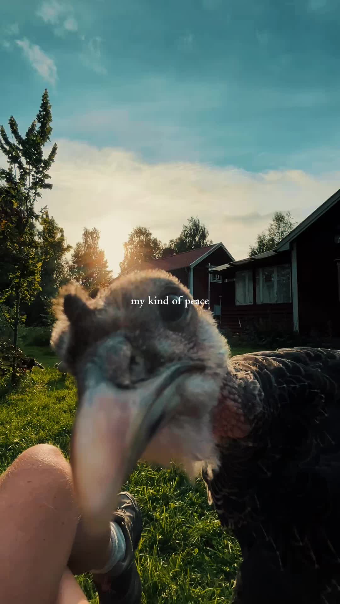 @From the woods