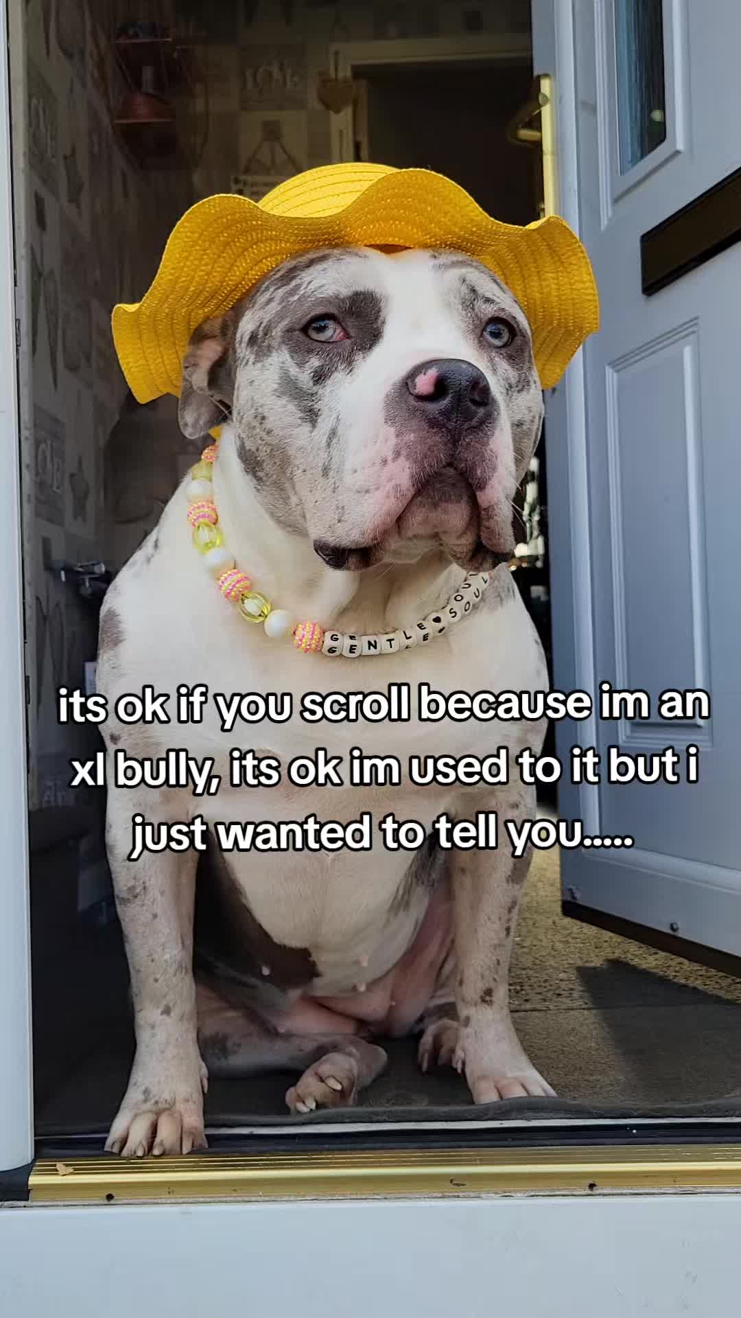 @kirsty+starlight the xl bully