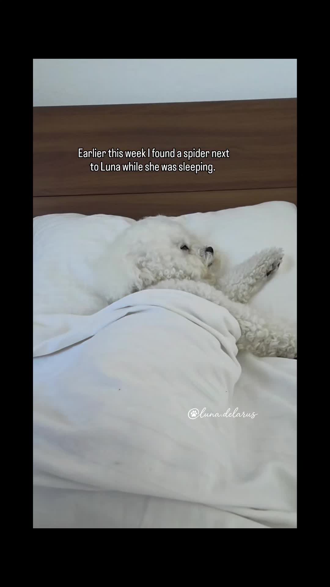 @Luna