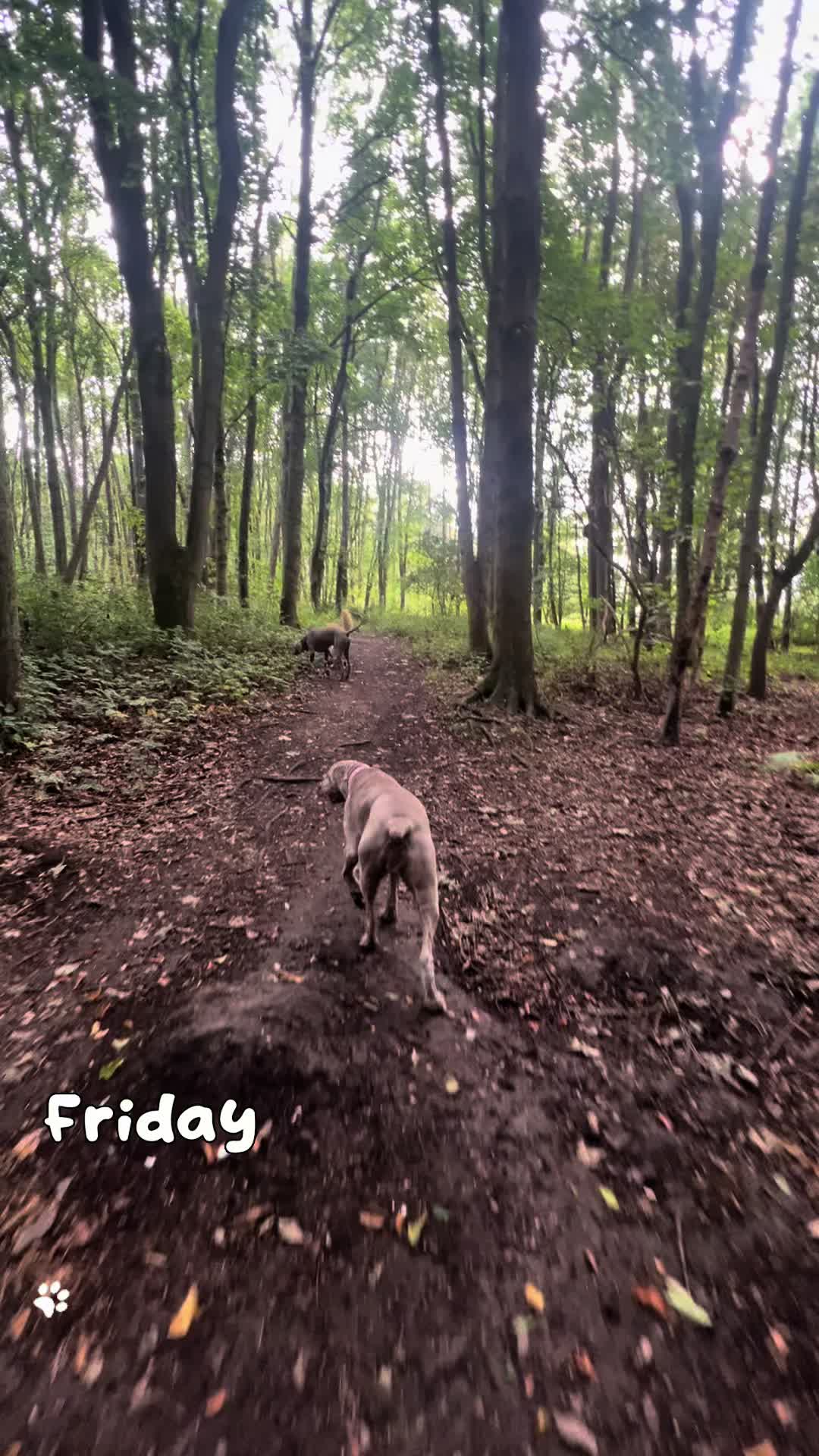 @Only 🐾 paws NE