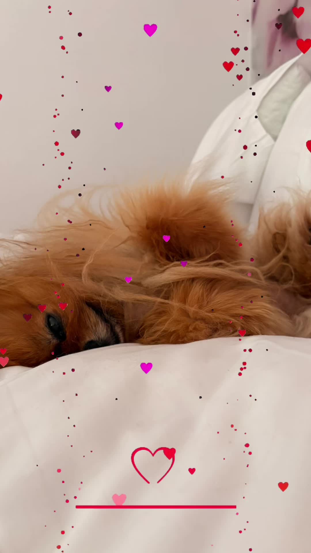 @Flamy Pomerania