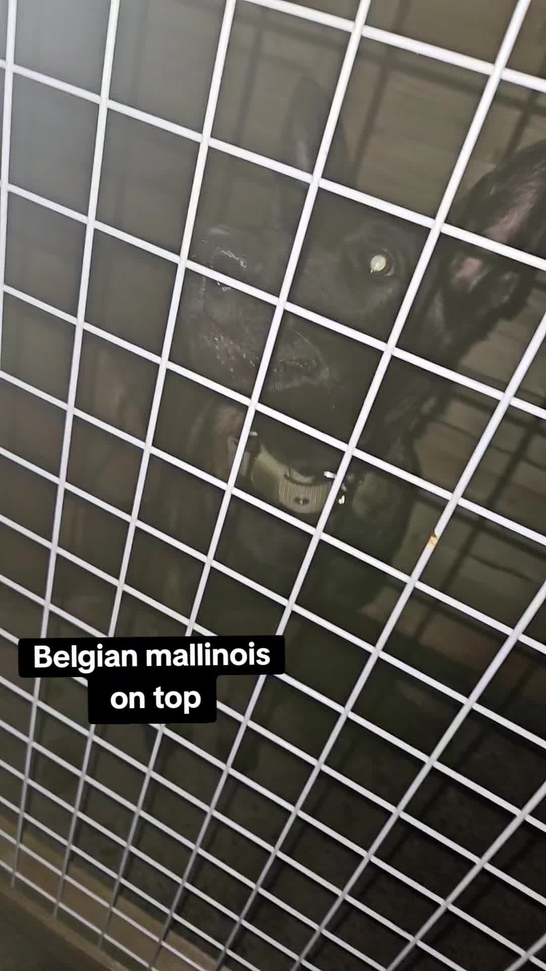 @K9Malinois