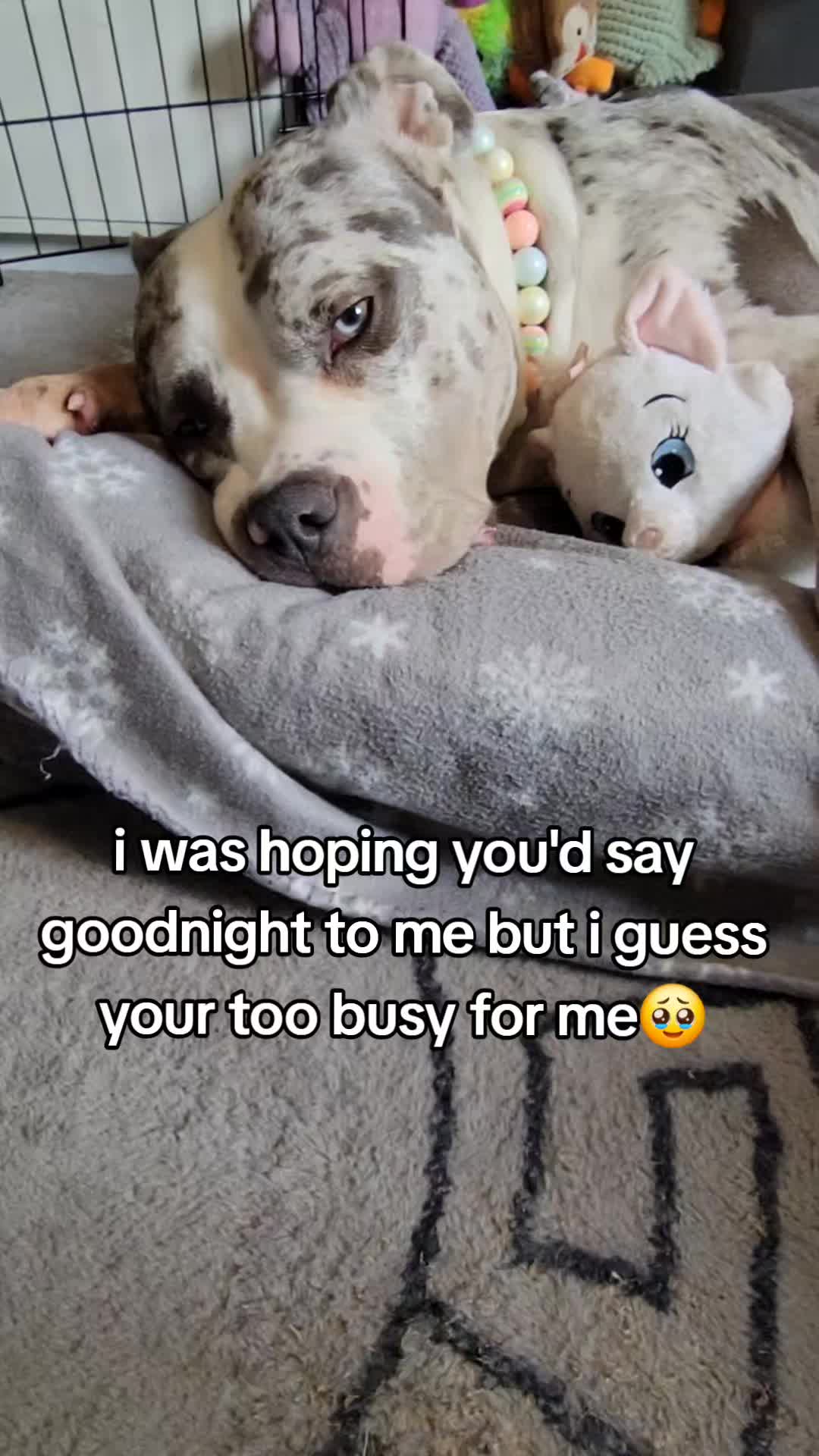 @kirsty+starlight the xl bully