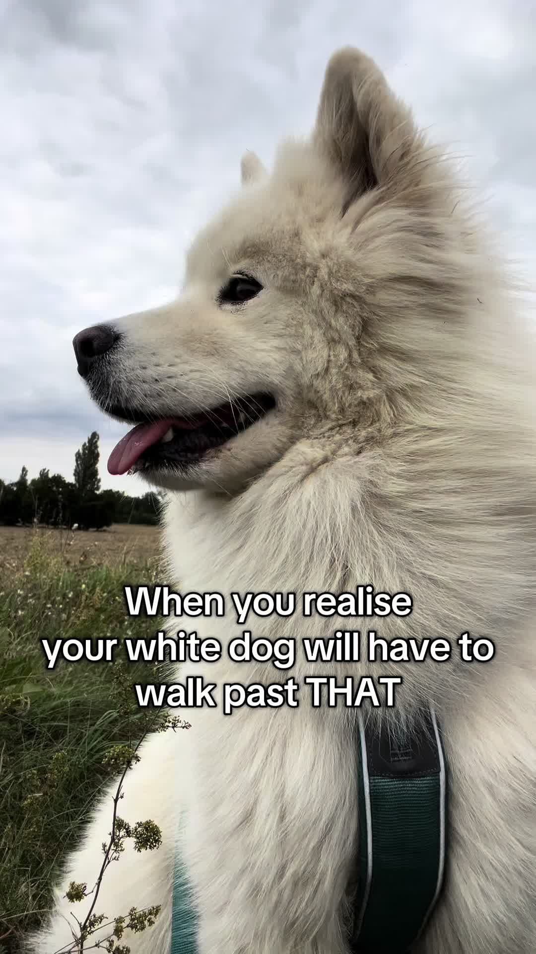 @Banshee