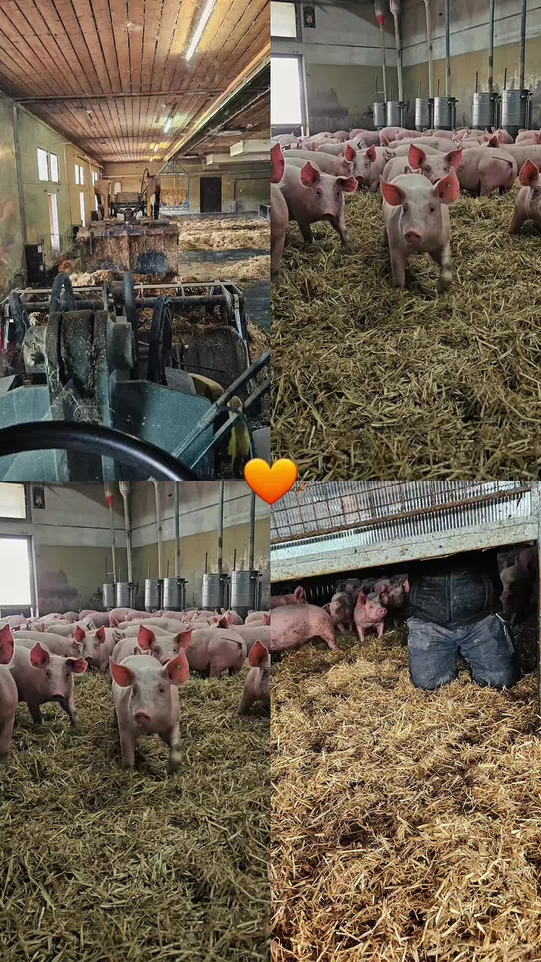 @Cora 🐴 👩🏼&zwj;🌾🐴🦄🤴🏻