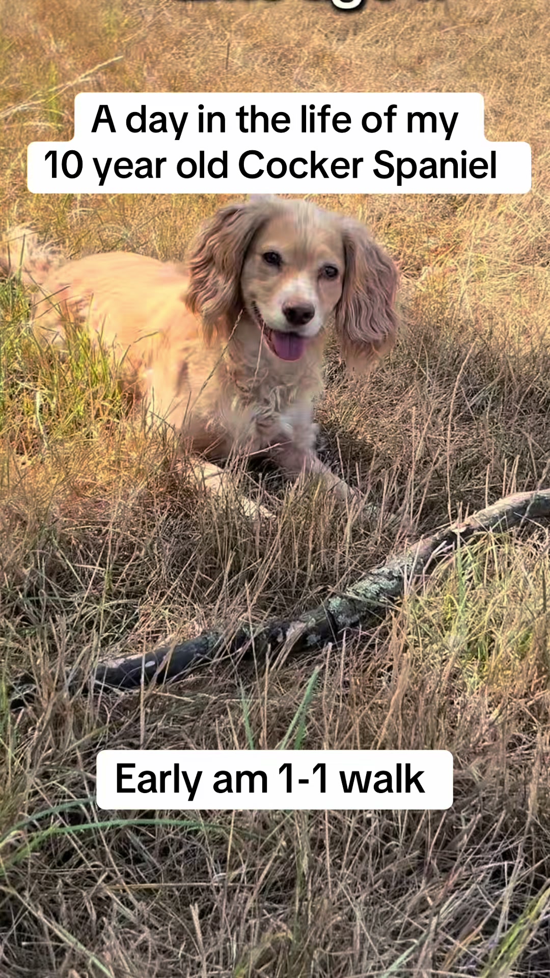 @Pipstar 🐕&zwj;🦺