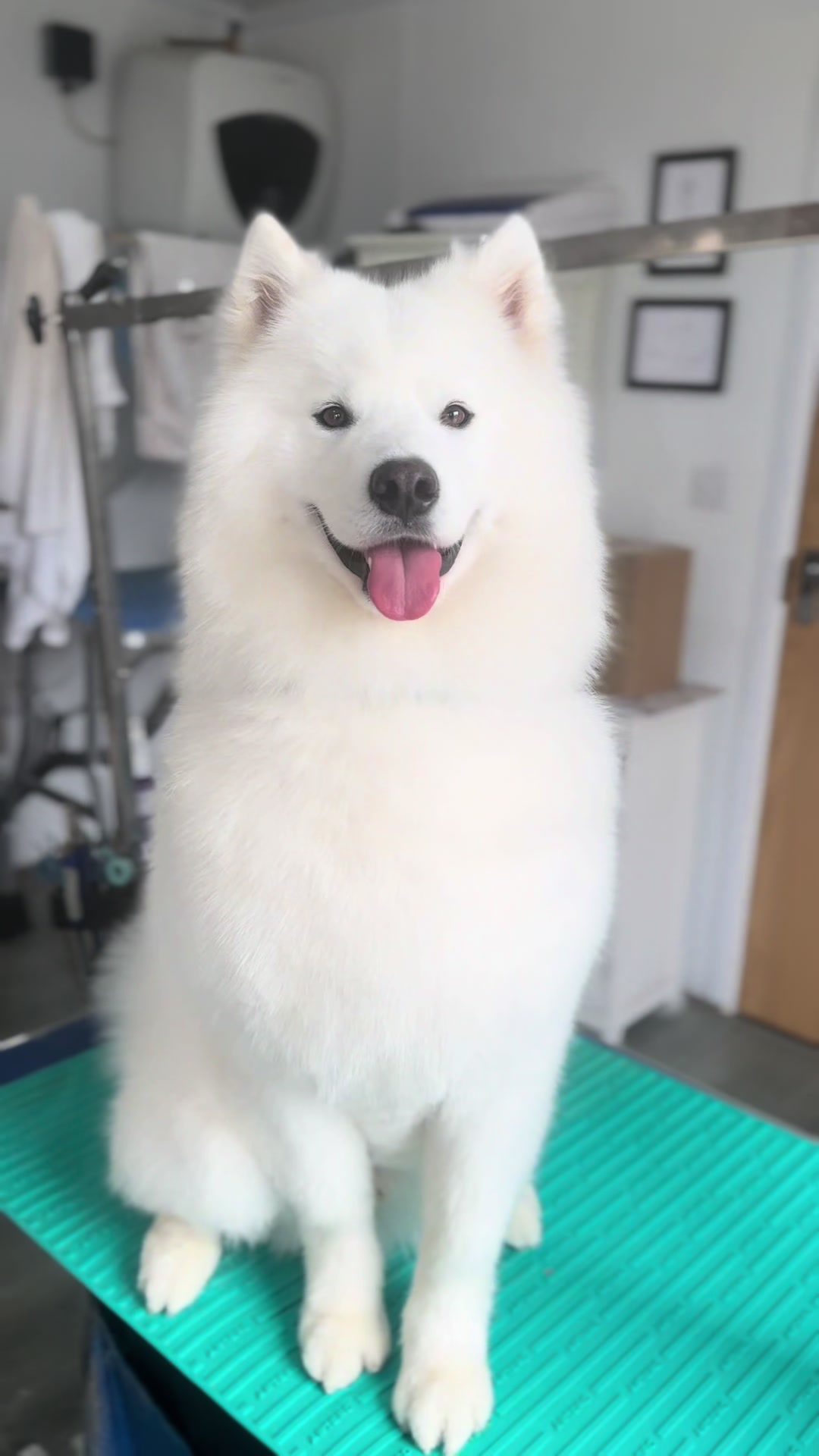 @madeleinesdoggrooming