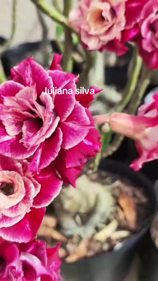 @Juliana silva