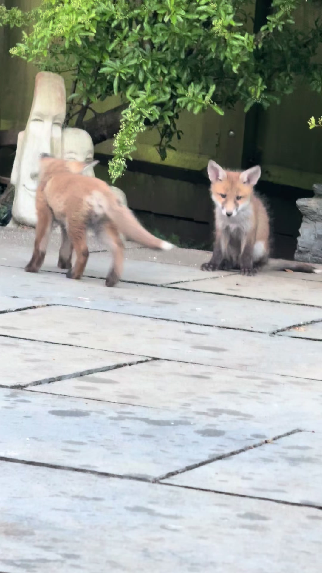 @gp_wildlife