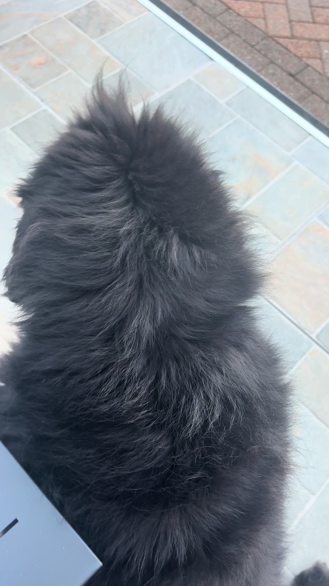 @Pablopoppypiperpoodle