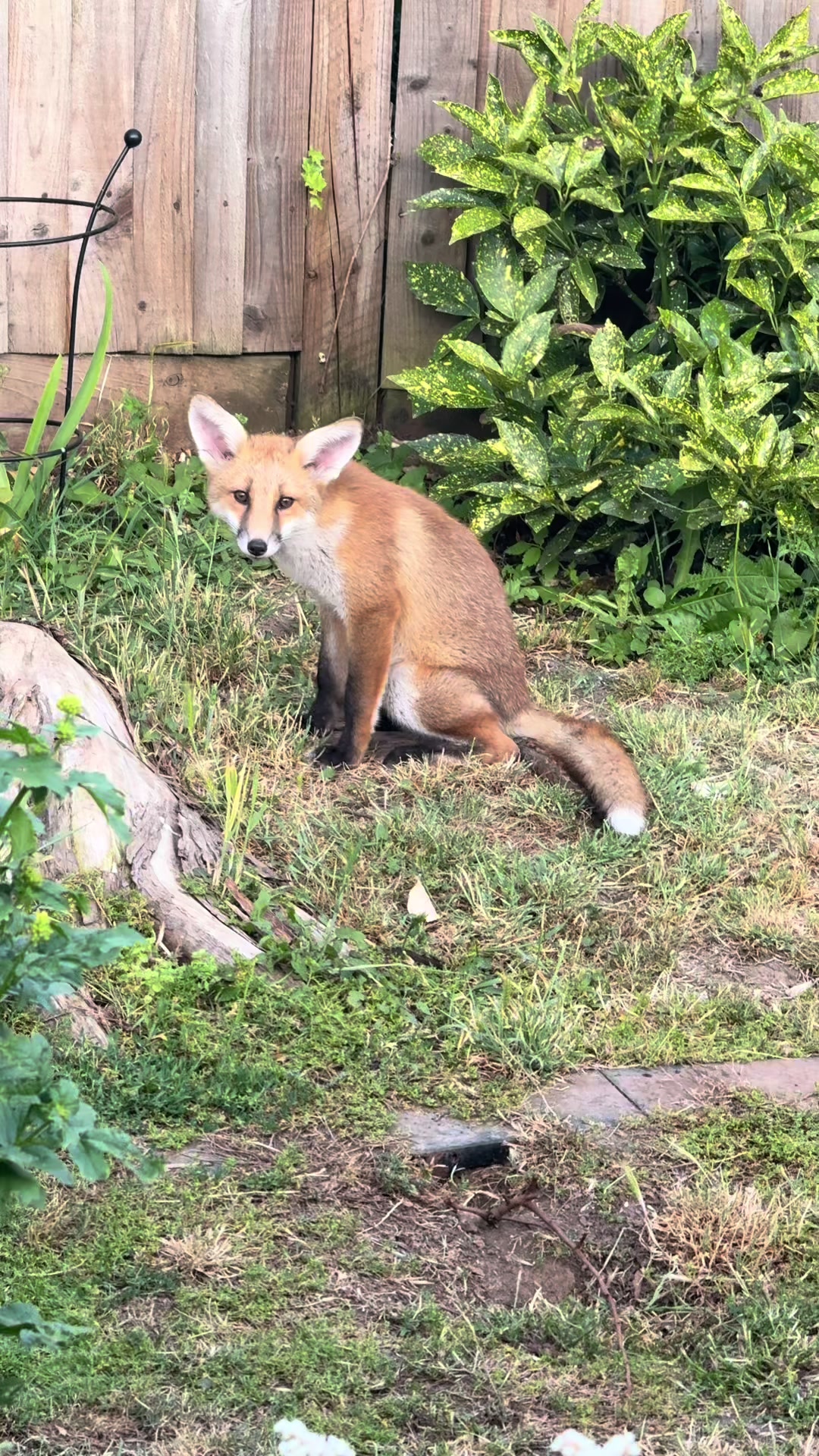 @gp_wildlife