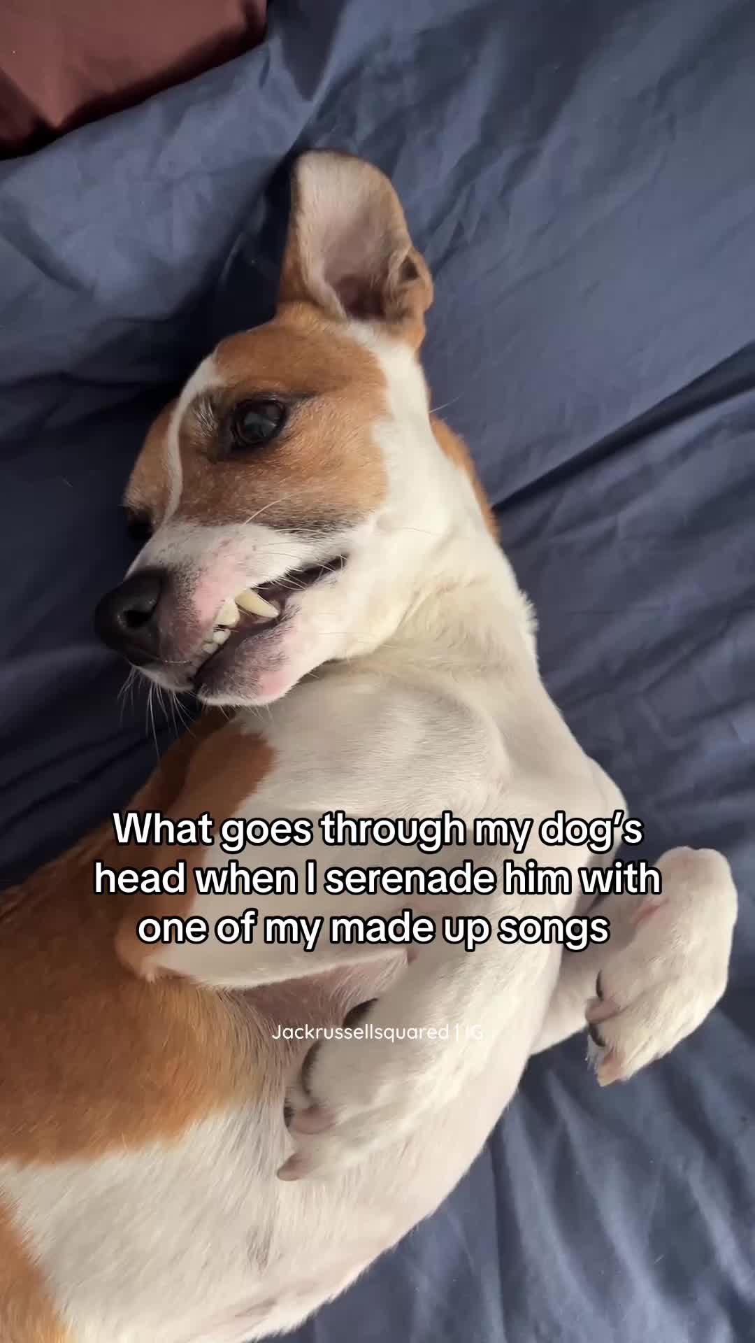@jackrussellsquared