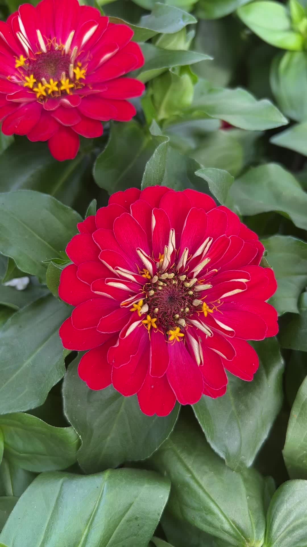 @vivaioanticogarden