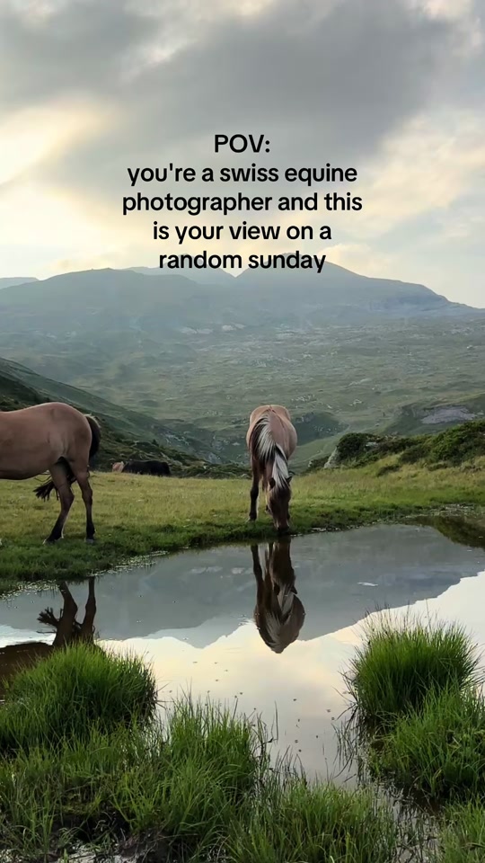 @Lorea ☾ Equine Imagery