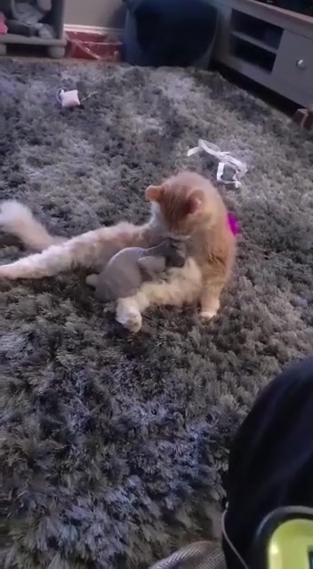 @Sphynxcat