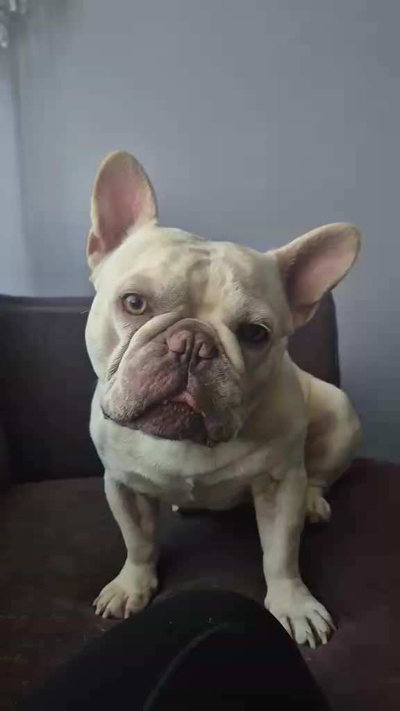 @Boycie Freandog