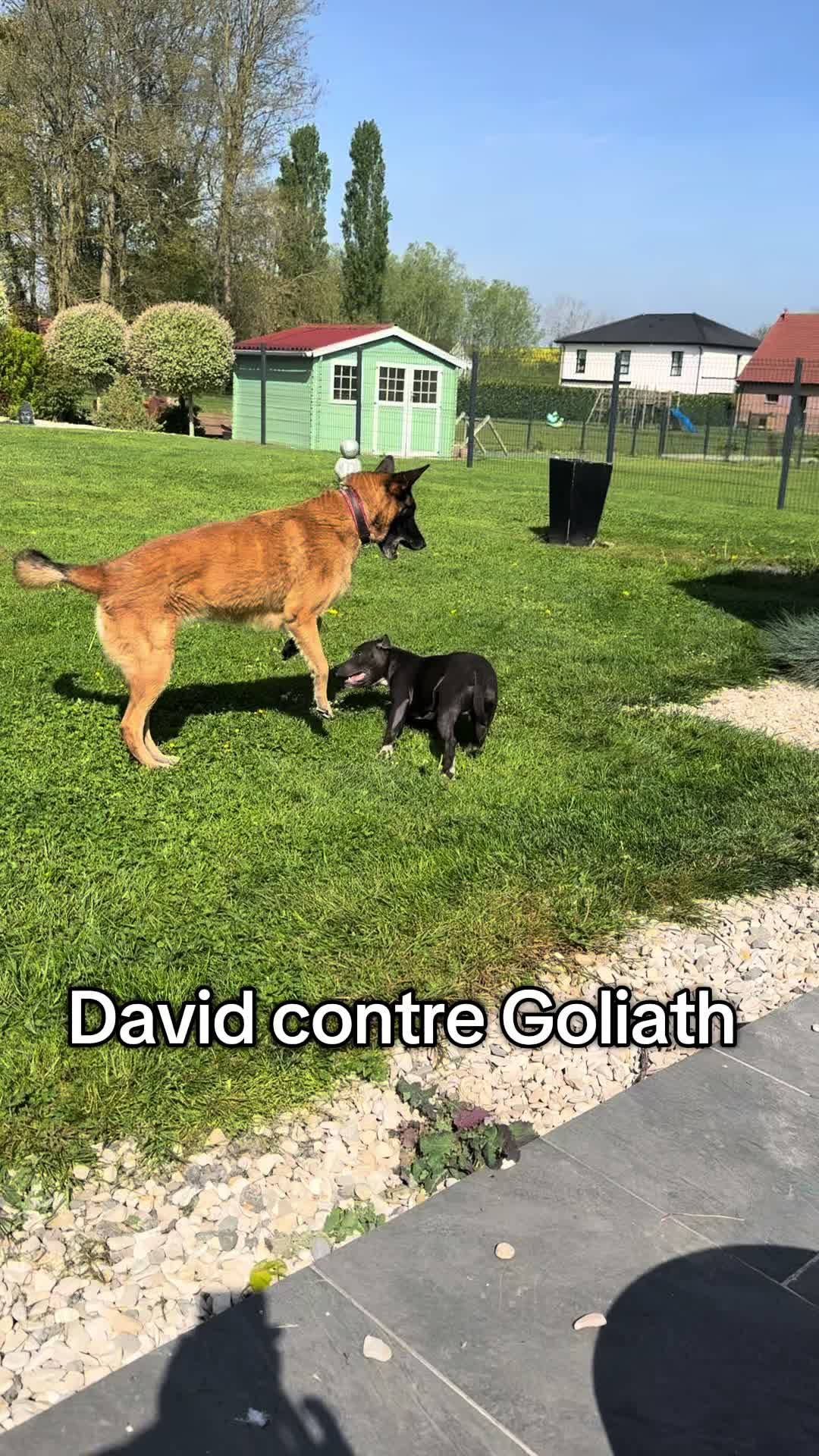 @staffy Alya