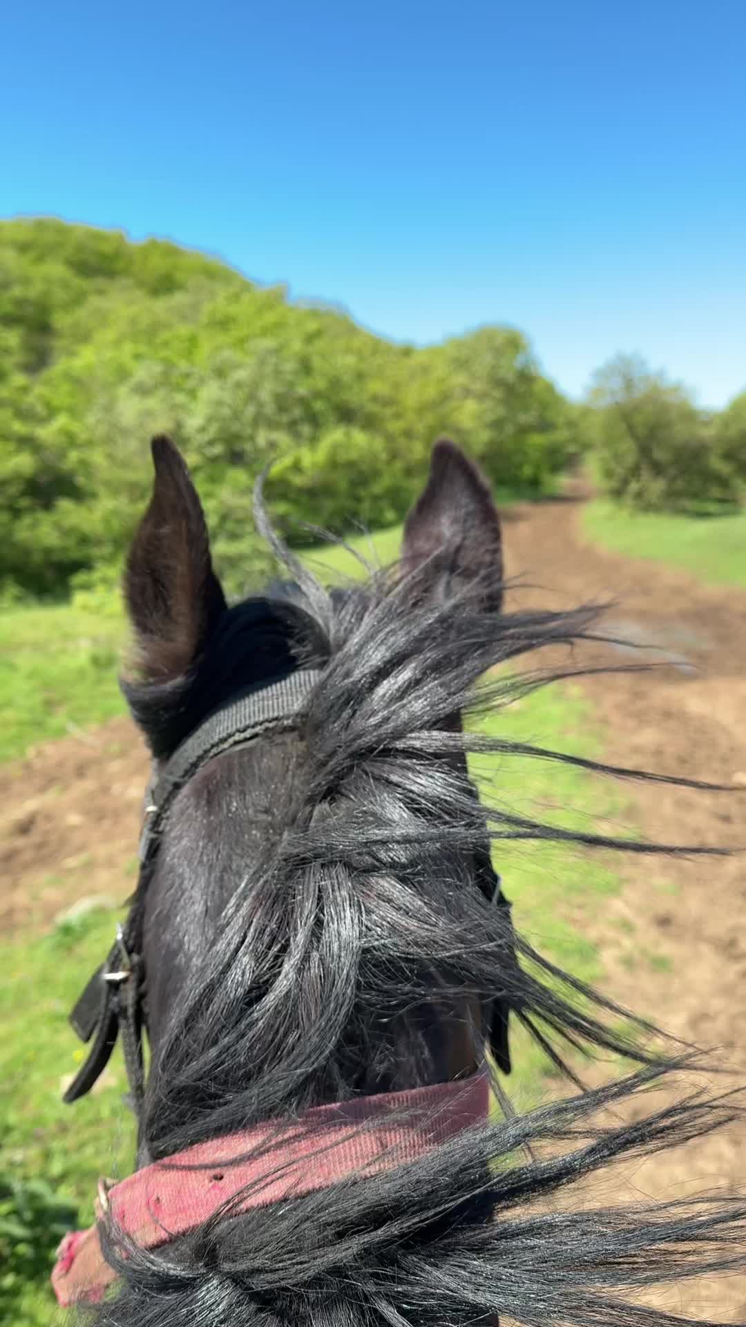 @horselakia