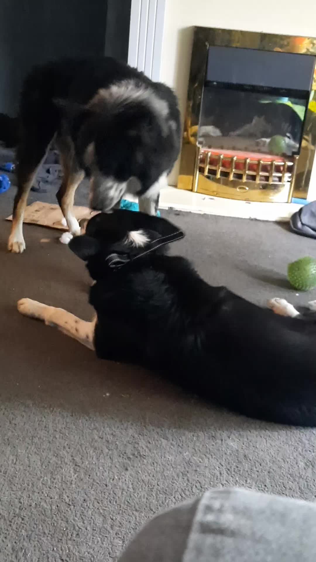@Bordercollies Anonymous Club