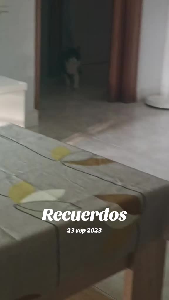 @nunezapariciodvk