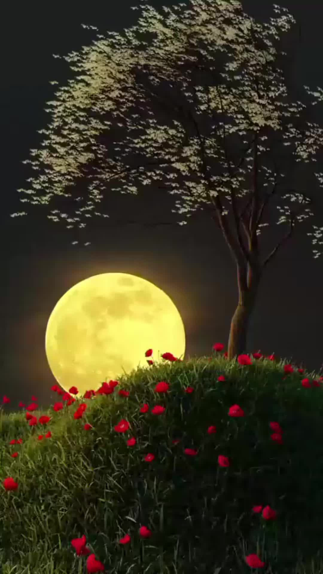 @♥️♥️🌺🌺🌺Holly Quran 🌺🌺♥️♥️