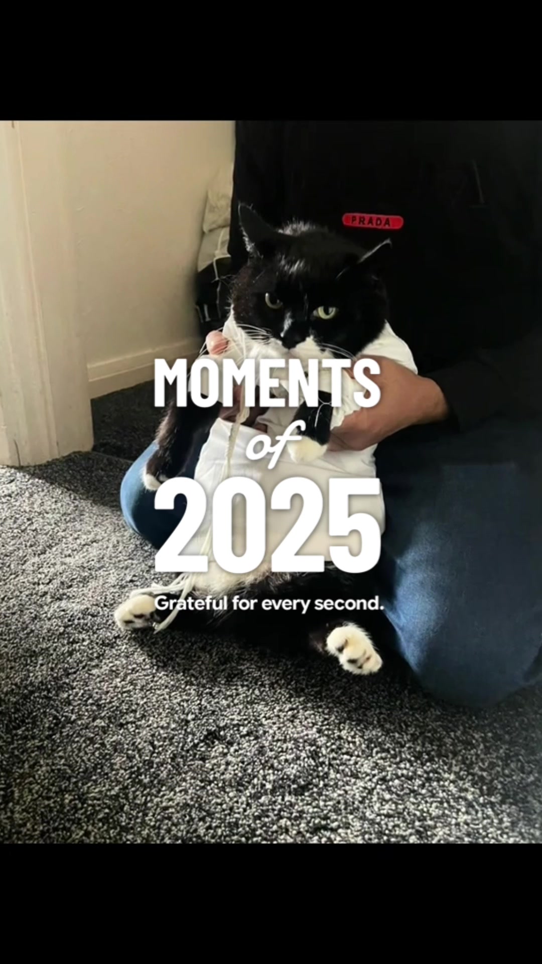 @Mowji the cat