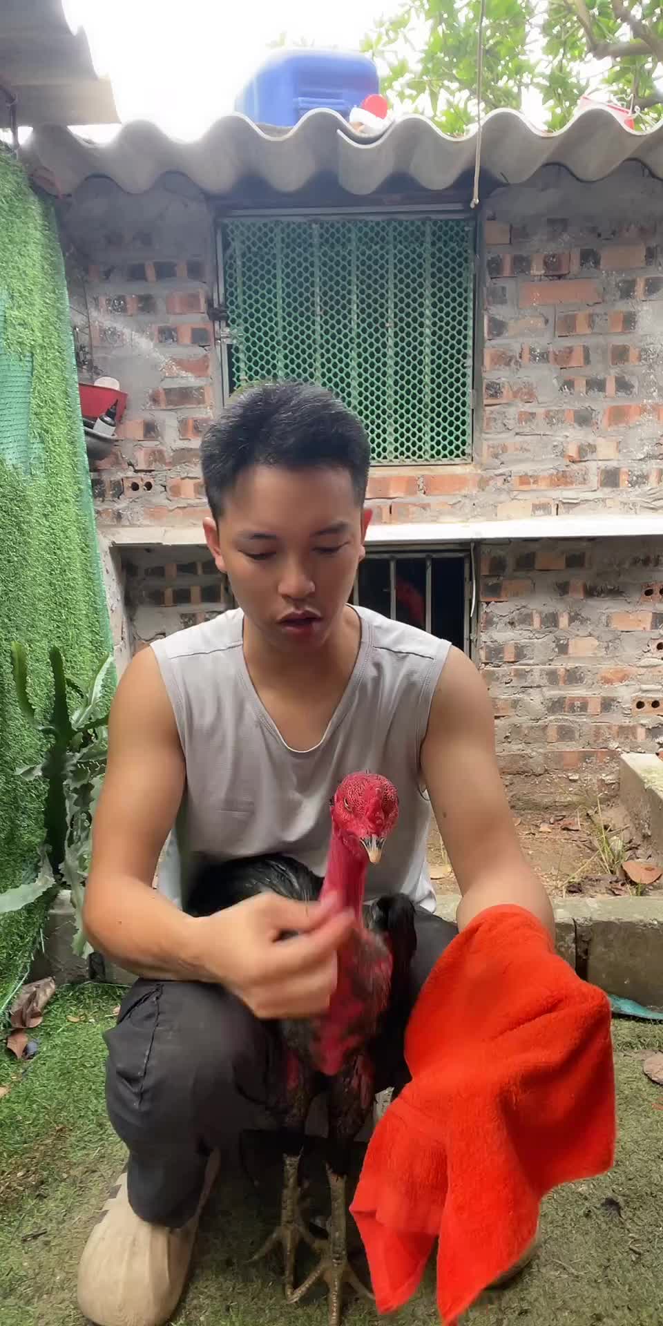 @Thuần Gà Chọi