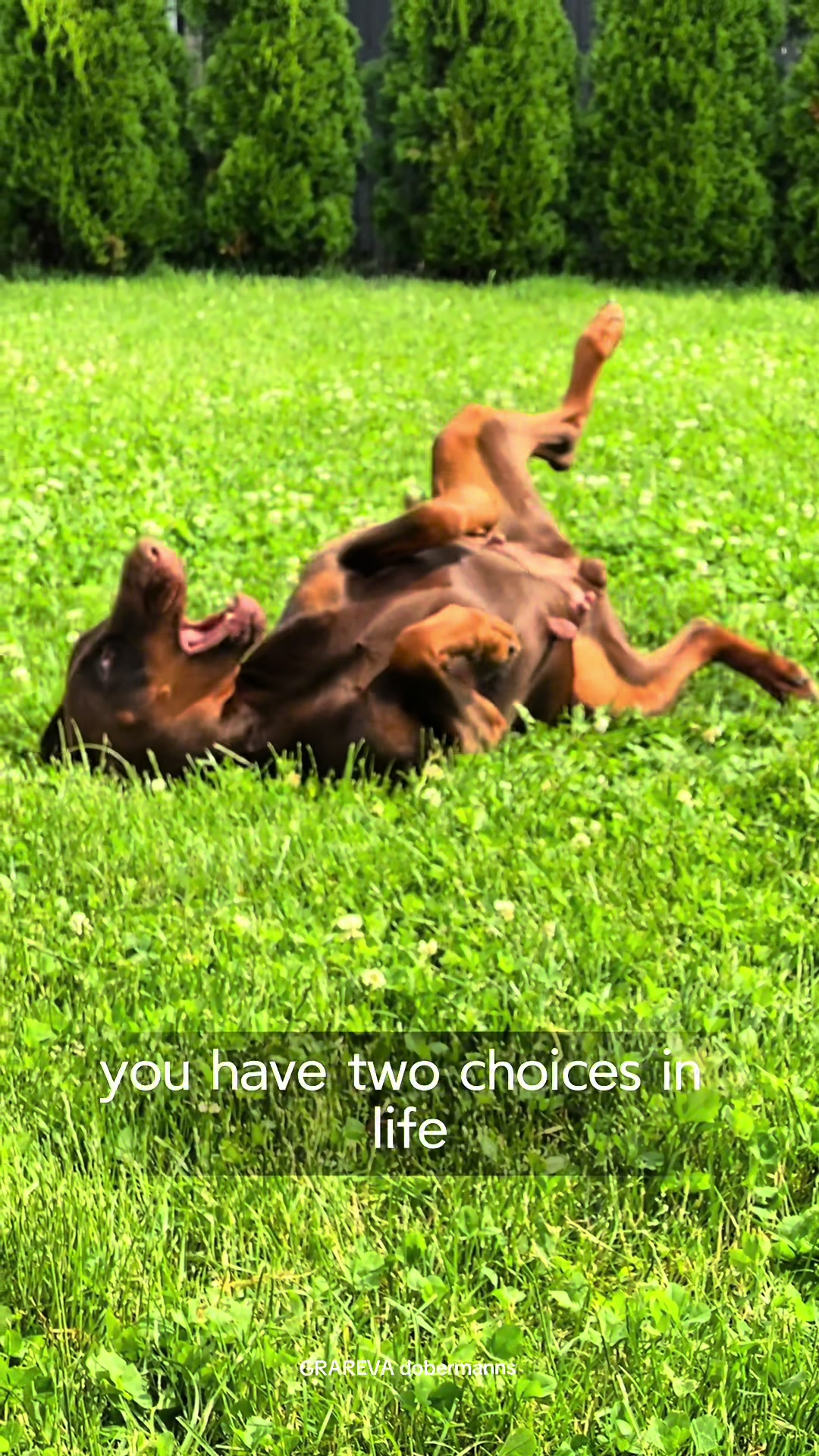 @GRAREVA dobermanns