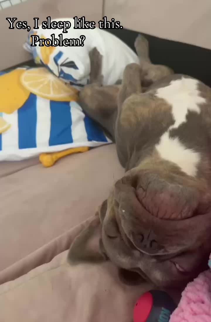 @Diablo the frenchie
