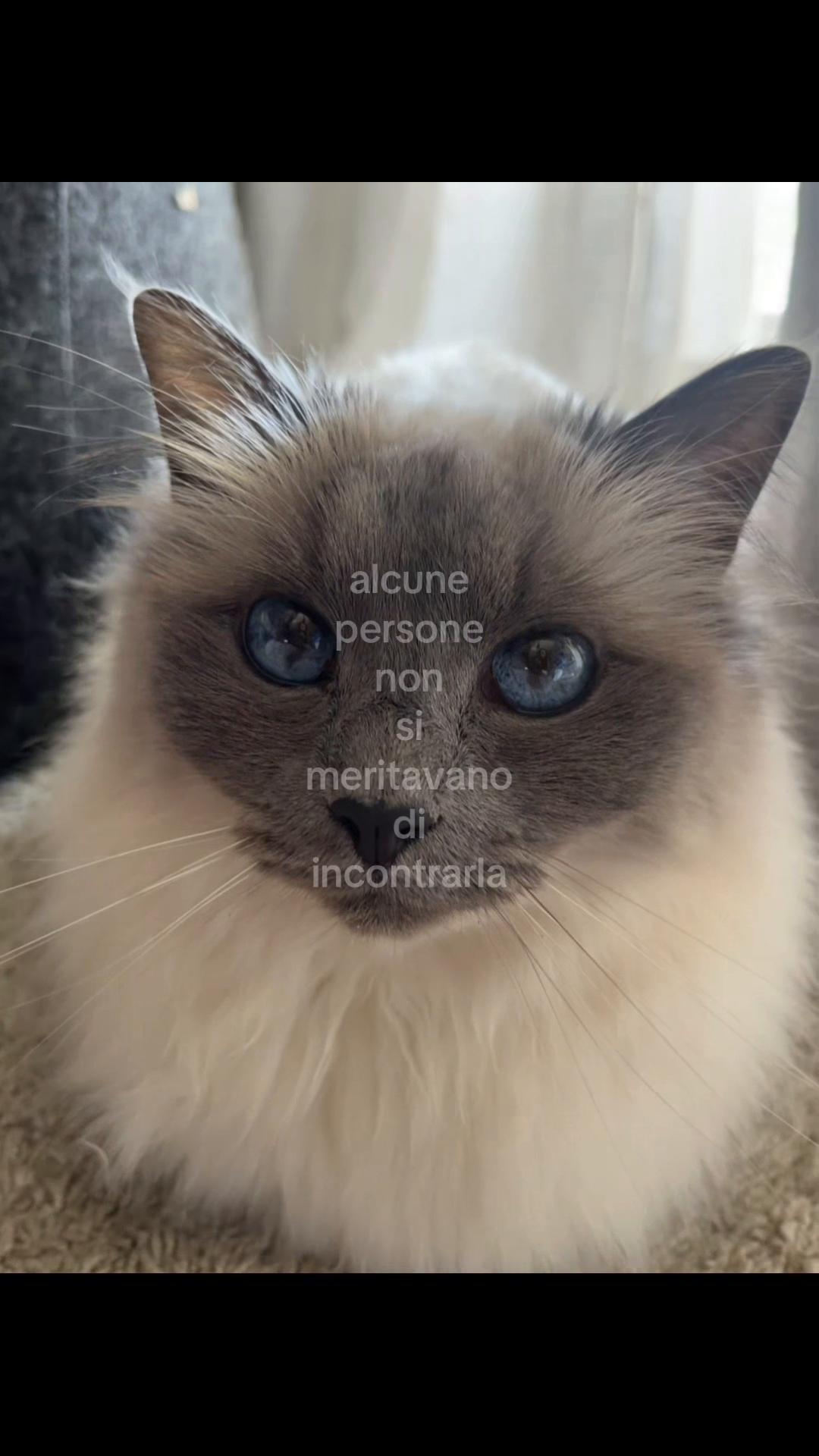 @giulssun💜