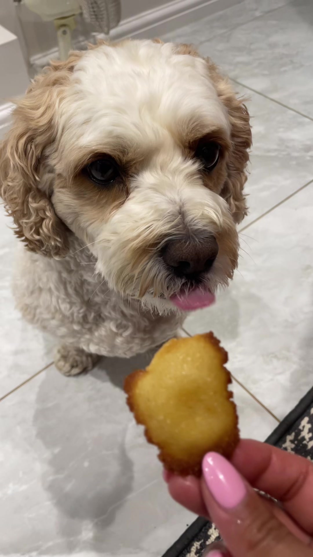 @My Cavachon