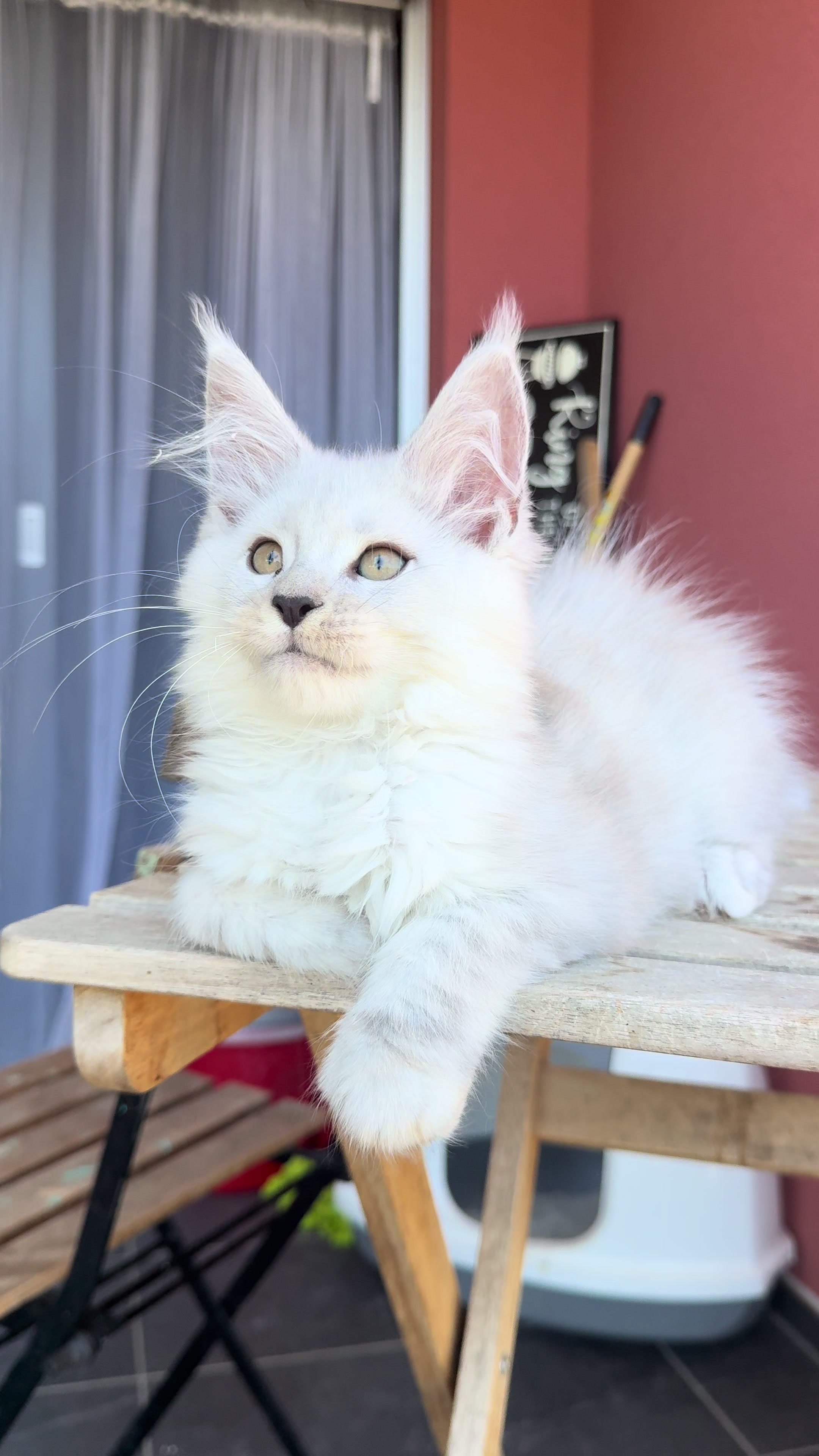 @WilderRegenbogenMaineCoon