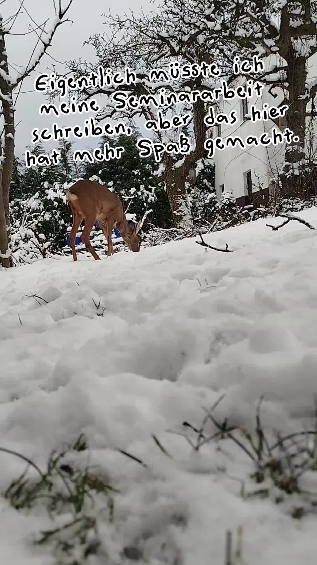 @PeanutundAponi🐶🐾