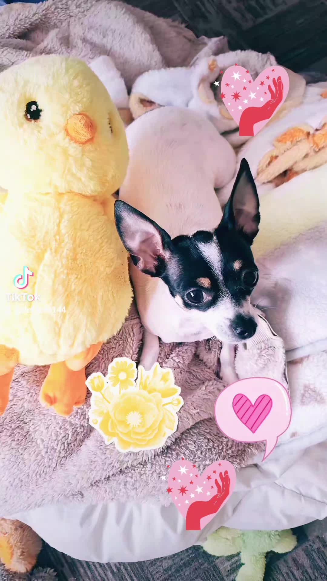 @Melek melek 🌹😇