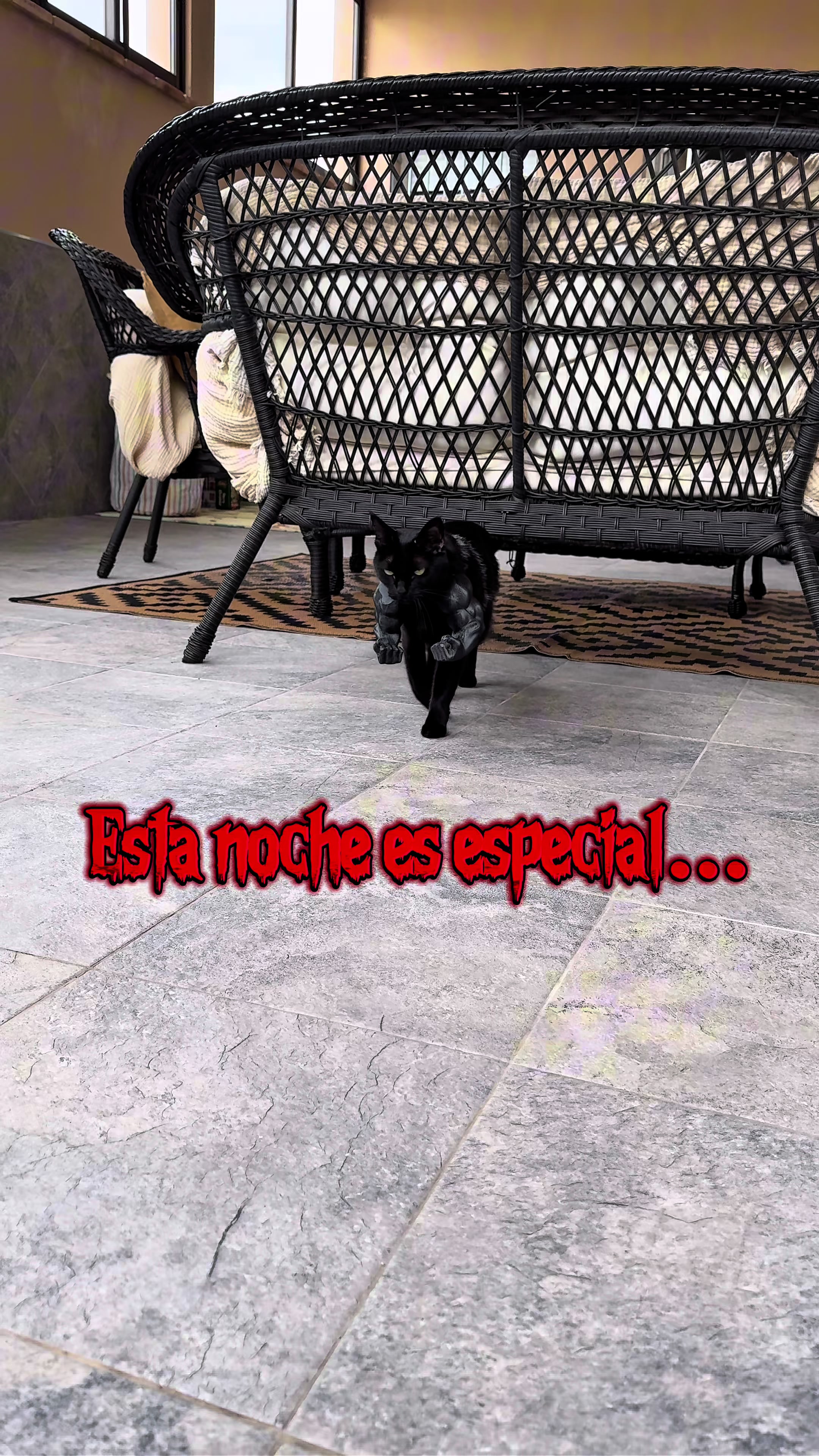 @AryaBlackCat13