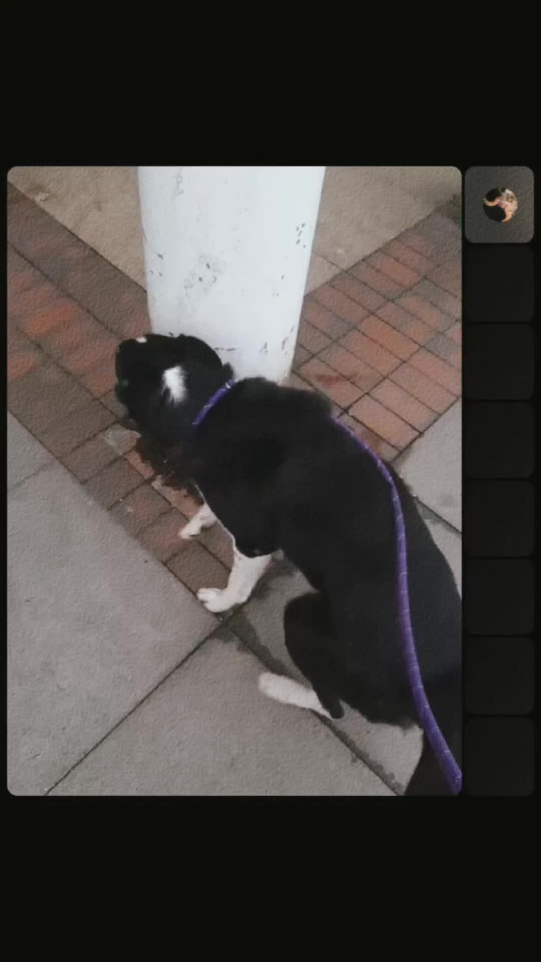 @Bordercollies Anonymous Club