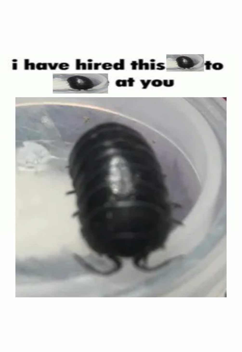 @sardines1.04654
