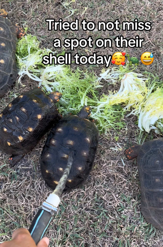 @tortoises sxm🐢